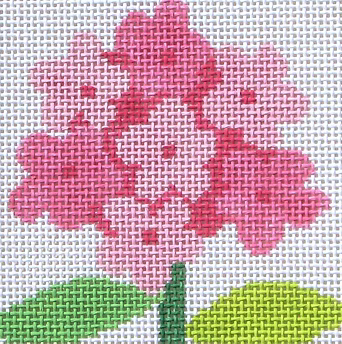 59A (TS) Phlox