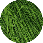 Straw Silk 481 Summer Time Lawn