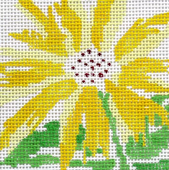 113K (TS)Sm Yellow Splash Flower