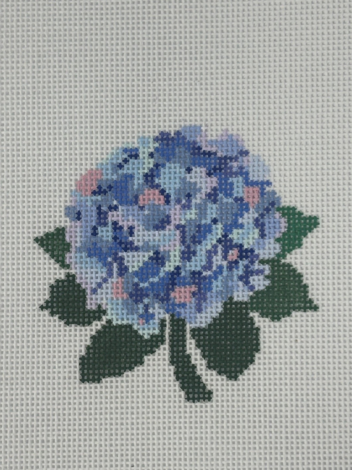 Hydrangea