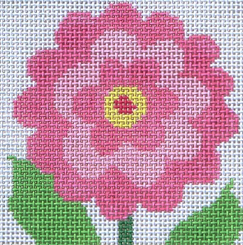 59K (TS) PK Zinnia