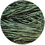 Straw Silk 485 Loden